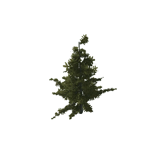 Tree 24